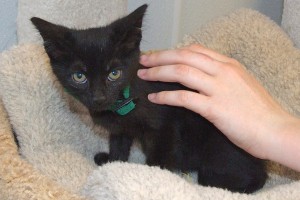Picture of Terra Cat
