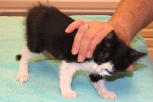 Picture of Tigger 2
