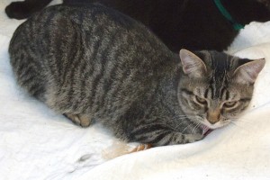 Picture of Toots