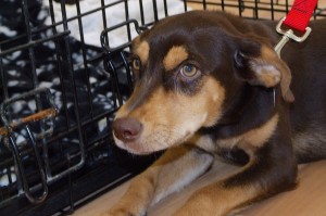 Picture of Trixie