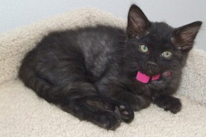 Picture of Venus Cat
