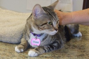 Picture of Violet