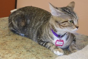Picture of Violet