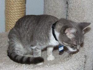 Picture of Waffles