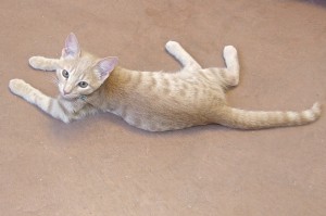 Picture of Wheatie