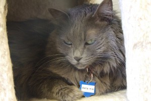 Picture of Bella Mia