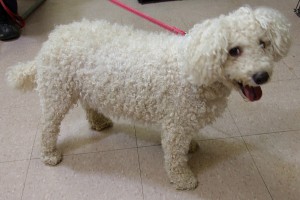 Picture of Buddy