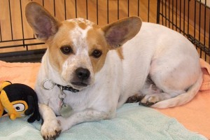 Picture of Buster