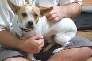 Picture of Buster