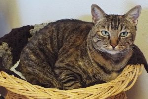 Picture of Buttercup