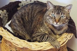 Picture of Buttercup