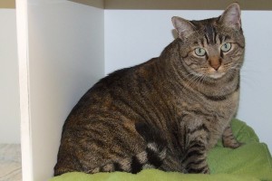 Picture of Buttercup