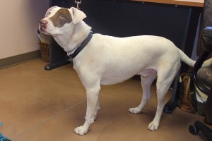 Picture of Cane