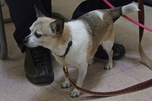 Picture of Chico