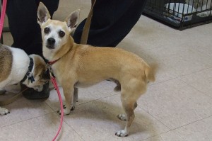 Picture of Cookie
