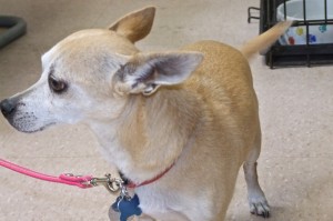 Picture of Cookie