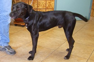 Picture of Dodger