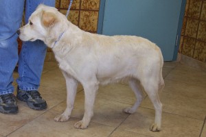 Picture of Guinevere