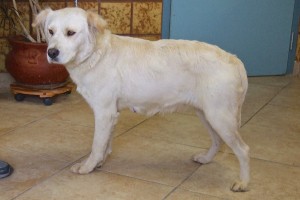 Picture of Guinevere