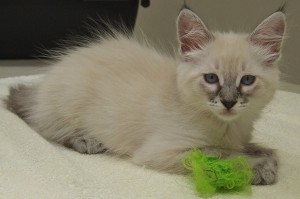Picture of Lucy