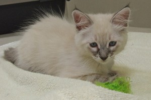 Picture of Lucy