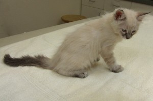 Picture of Lucy