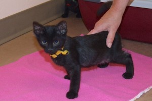 Picture of Mercury Cat
