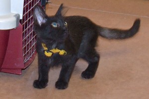 Picture of Mercury Cat