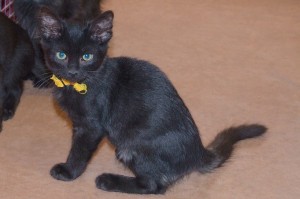 Picture of Mercury Cat