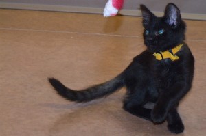 Picture of Mercury Cat