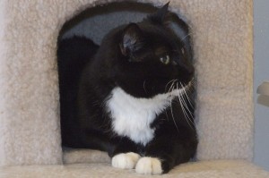 Picture of Mittens