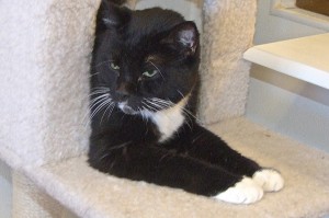 Picture of Mittens
