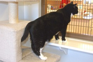 Picture of Mittens