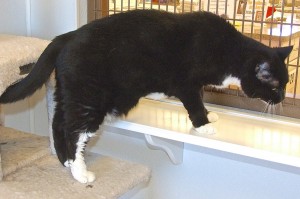 Picture of Mittens