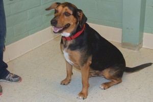 Picture of Nova