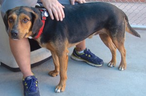 Picture of Nova