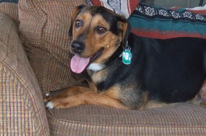 Picture of Nova