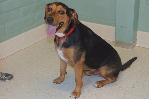Picture of Nova