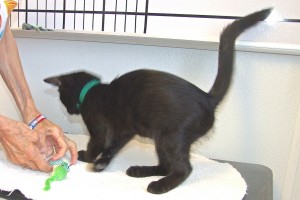 Picture of Oscar