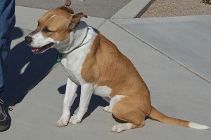 Picture of Pinta