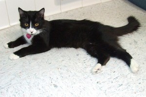 Picture of Pixie