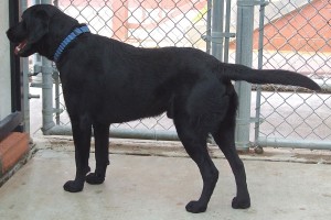 Picture of Ranger