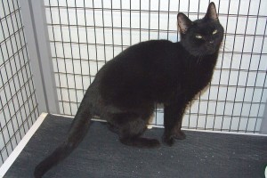 Picture of Shadow