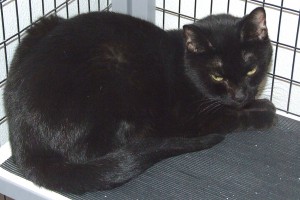 Picture of Shadow