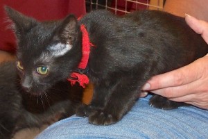Picture of Sol Cat