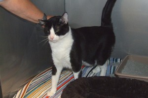 Picture of Tally