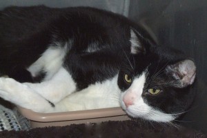 Picture of Tally