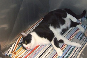 Picture of Tally