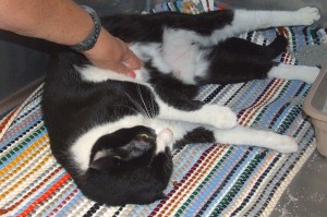 Picture of Tally