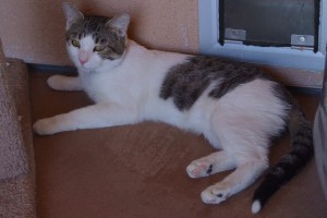 Picture of Tigger